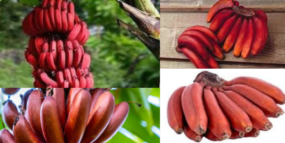 Red banana Cultivation